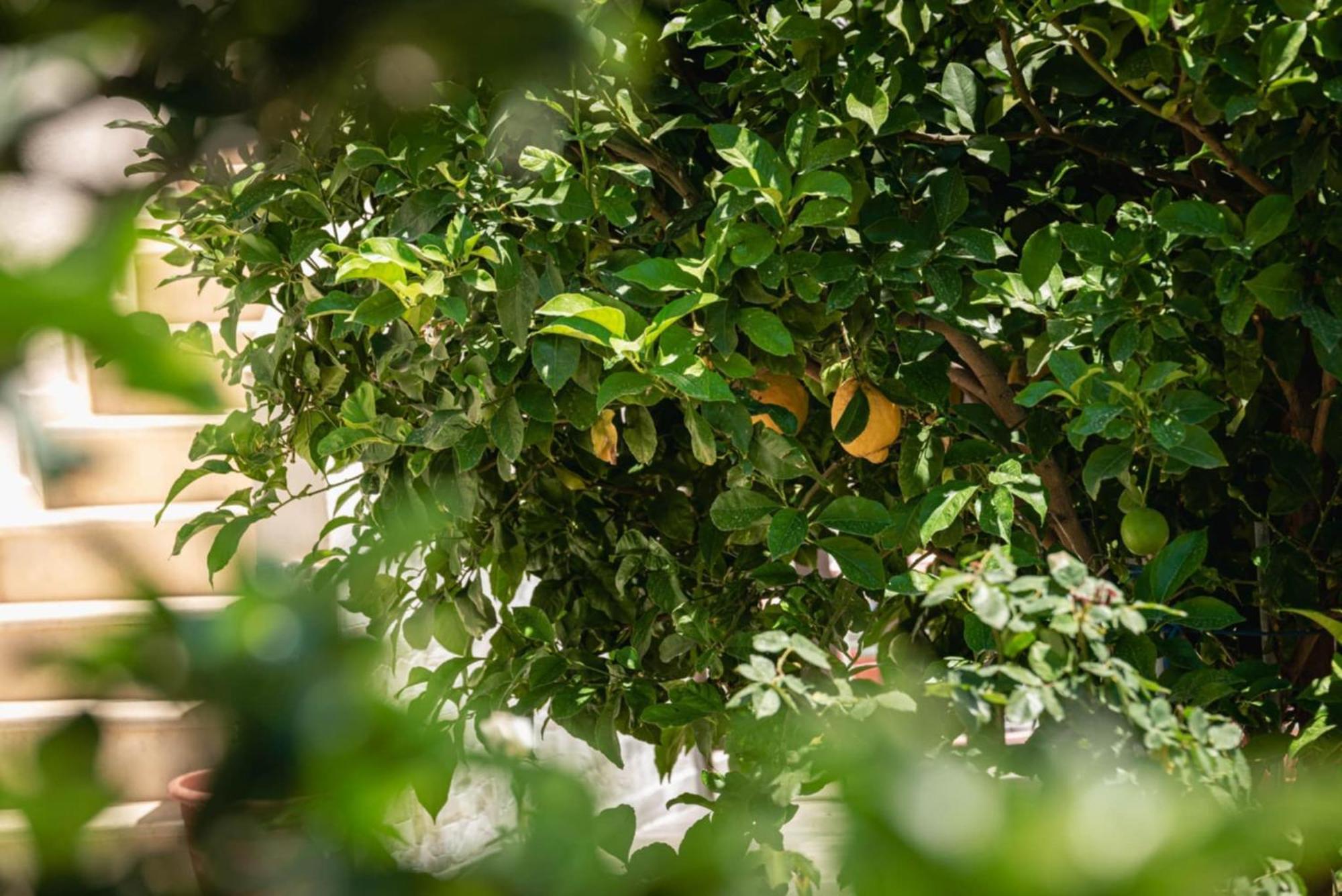 Alexandra'S Garden Apartment Paliouri Ngoại thất bức ảnh